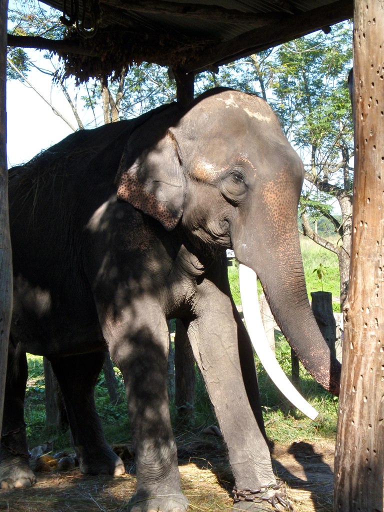 Ханно (слон). Working elephant