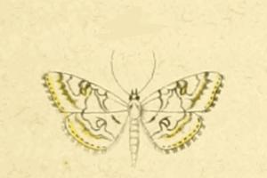 <i>Elophila rivulalis</i> Species of moth