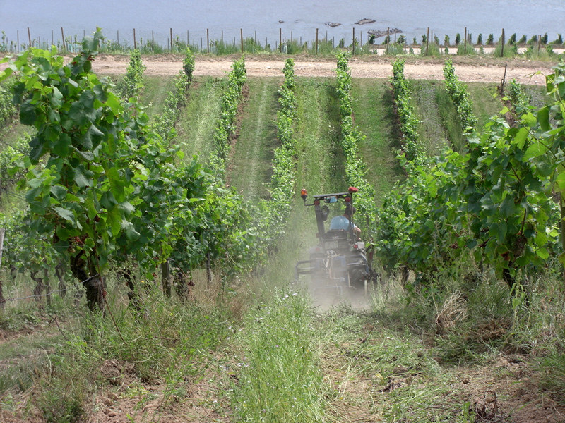 File:Fendt-Schmalspurtraktor im Weinberg 4.jpg