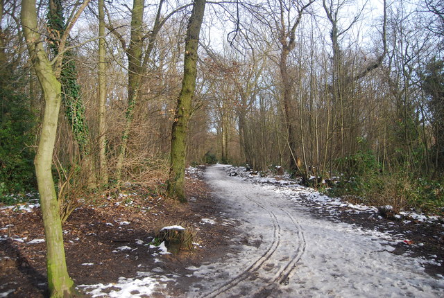 File:Footpath, East Hoath Wood - geograph.org.uk - 3355974.jpg