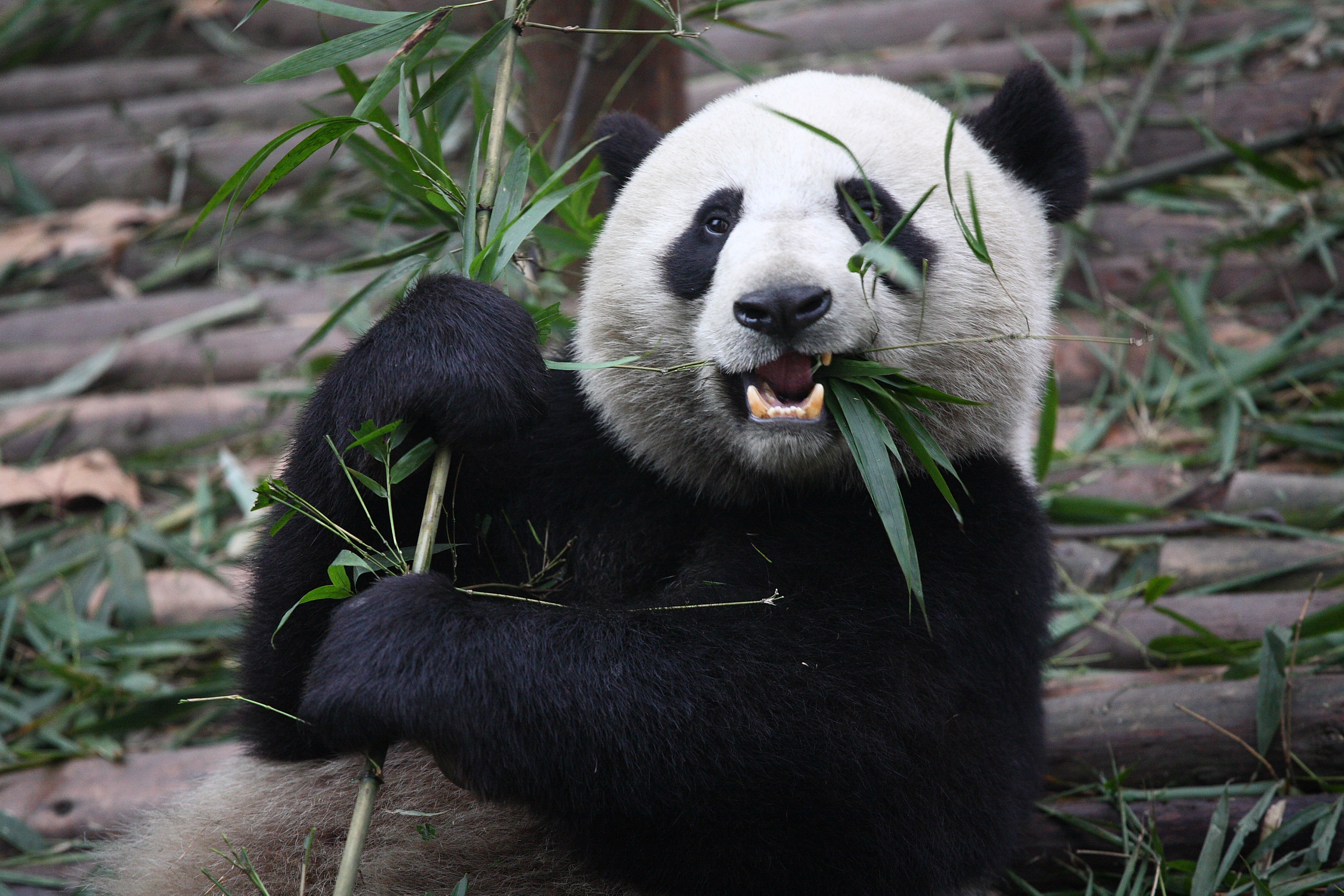 File:Giant Panda Eating.jpg - Wikimedia Commons