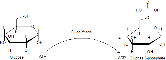 Actie van glucokinase op glucose