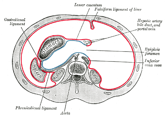 Peritônio e cavidade peritoneal: Anatomia e Função