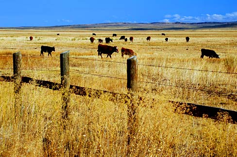 File:Grazing Cattle (Harney County, Oregon scenic images) (harDA0035).jpg