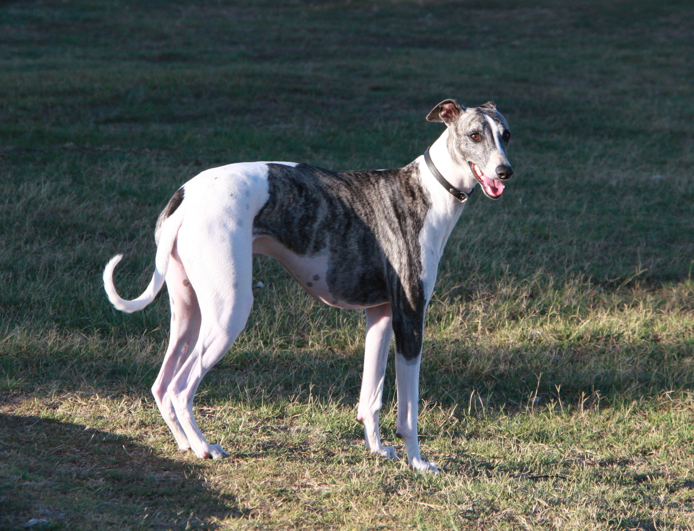 File:Greyhound...JPG - Wikimedia Commons