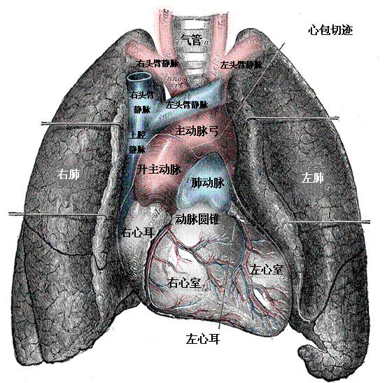 File:Heart-and-lungs chinese.gif