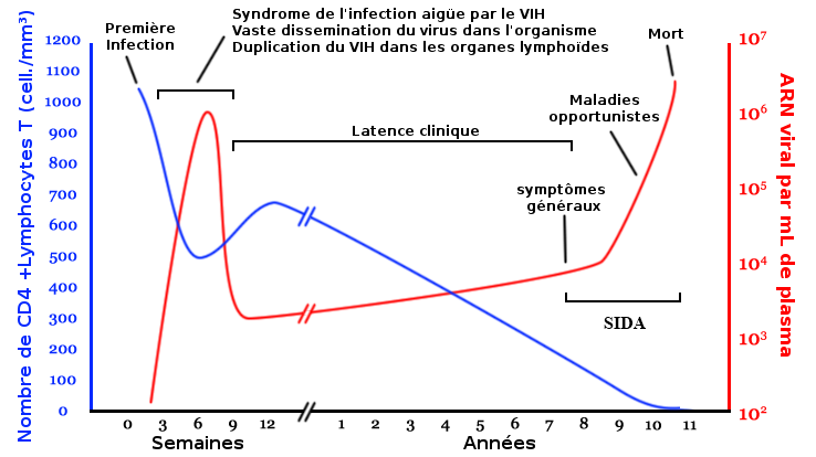 Fichier:Hiv-timecourse-Fr.png