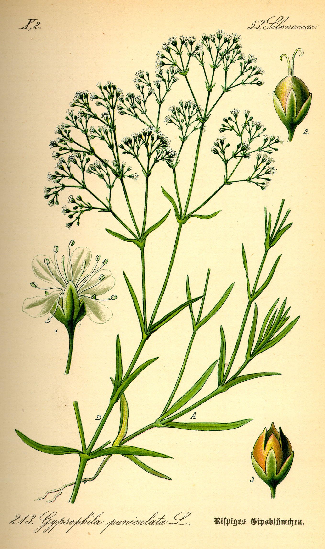 Paniculata de gypsophila: Más de 37 ilustraciones y dibujos de stock con  licencia libres de regalías