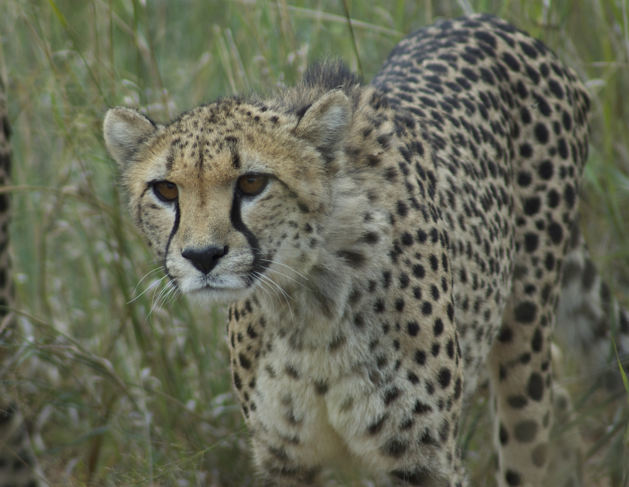 File:Jeune Guépard - Acinonyx jubatus 05.jpg - Wikimedia Commons