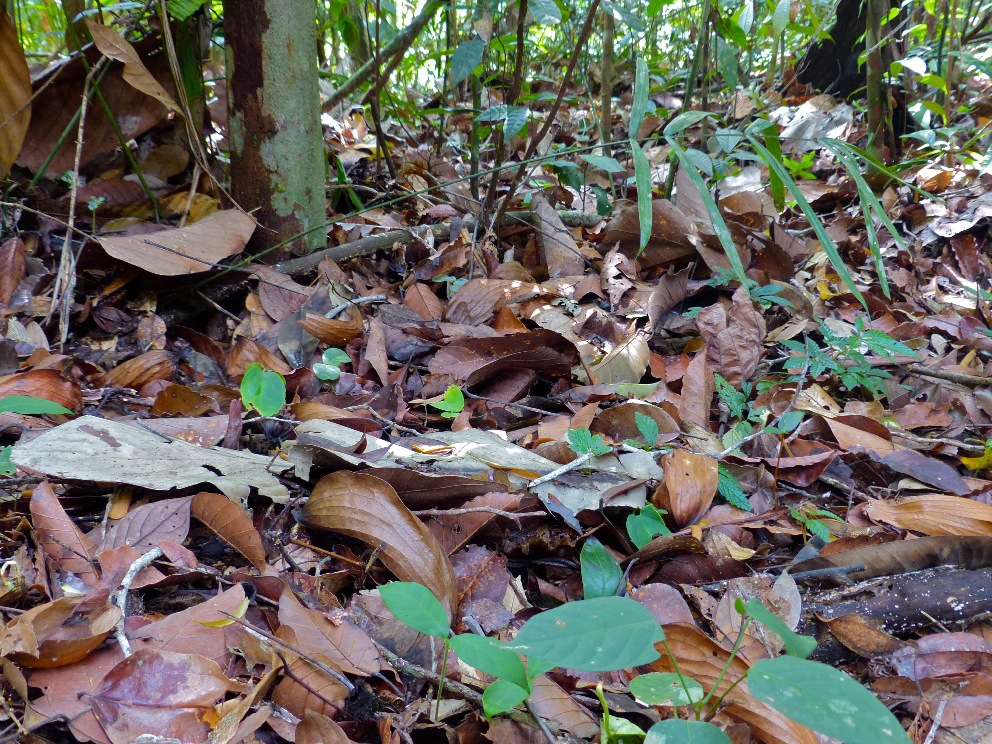 Leaf Litter (15010618104).jpg