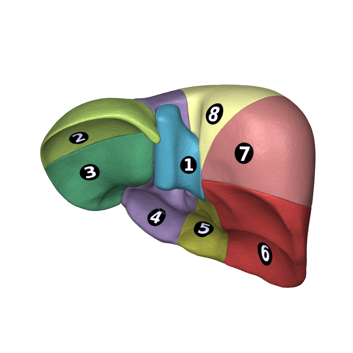 Liver 04 Couinaud classification posterior view