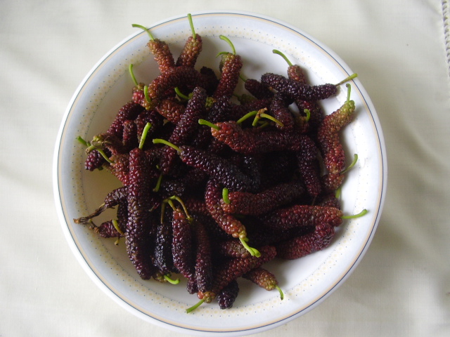 Morus, 'Italian' Mulberry – Cricket Hill Garden