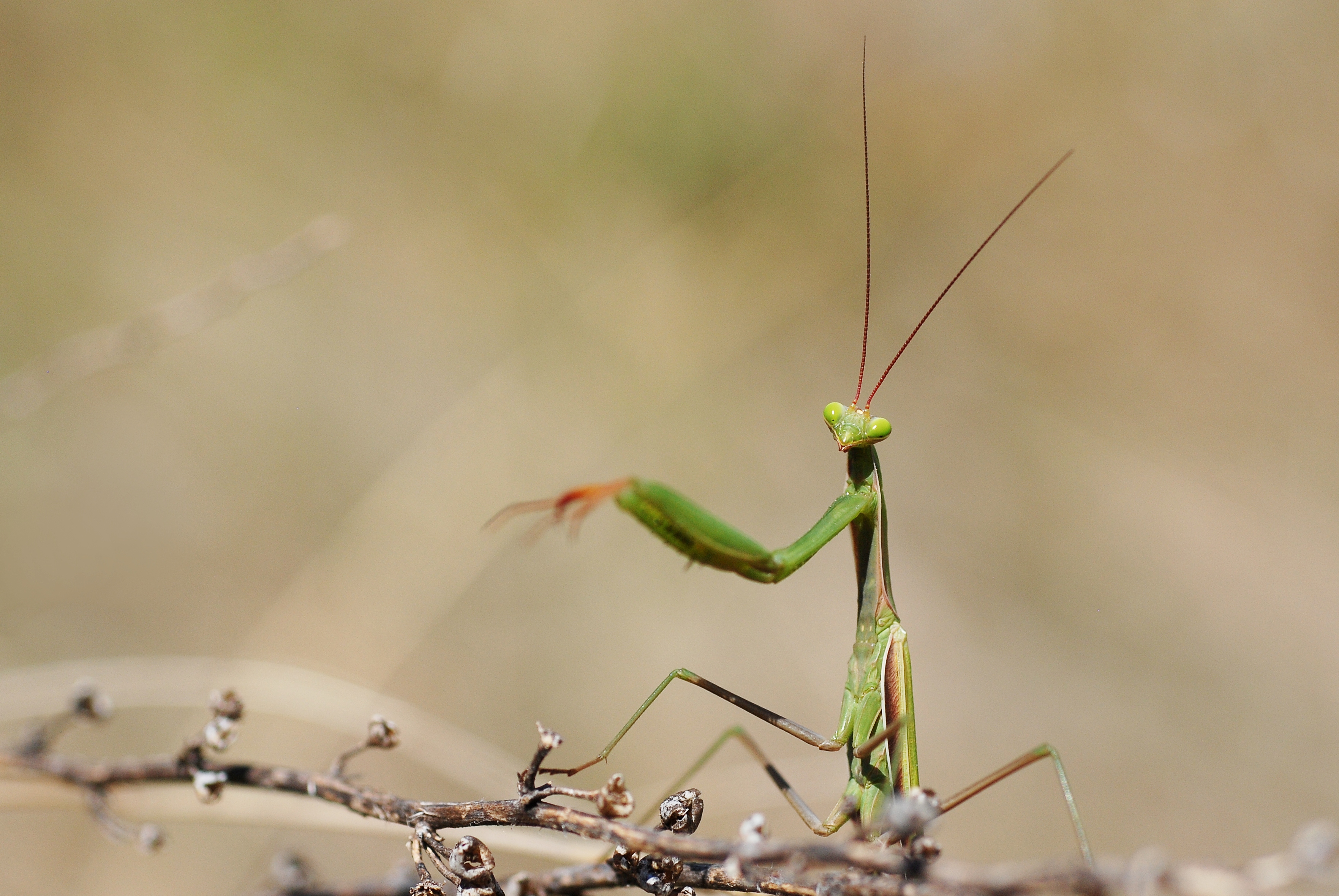 Mantis religiosa mordedura