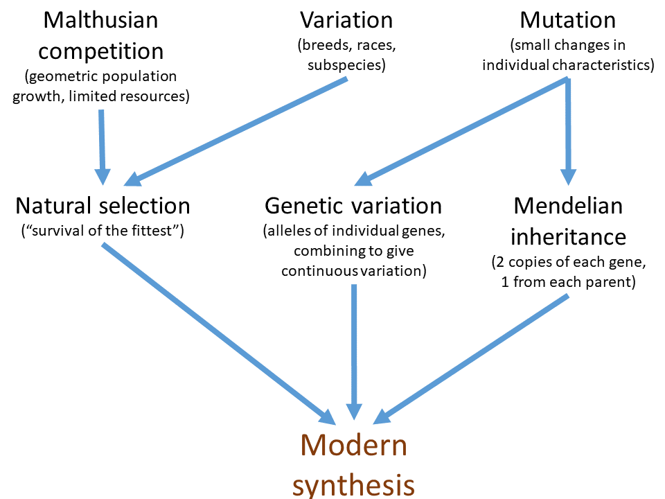 Survival of the fittest - Wikipedia