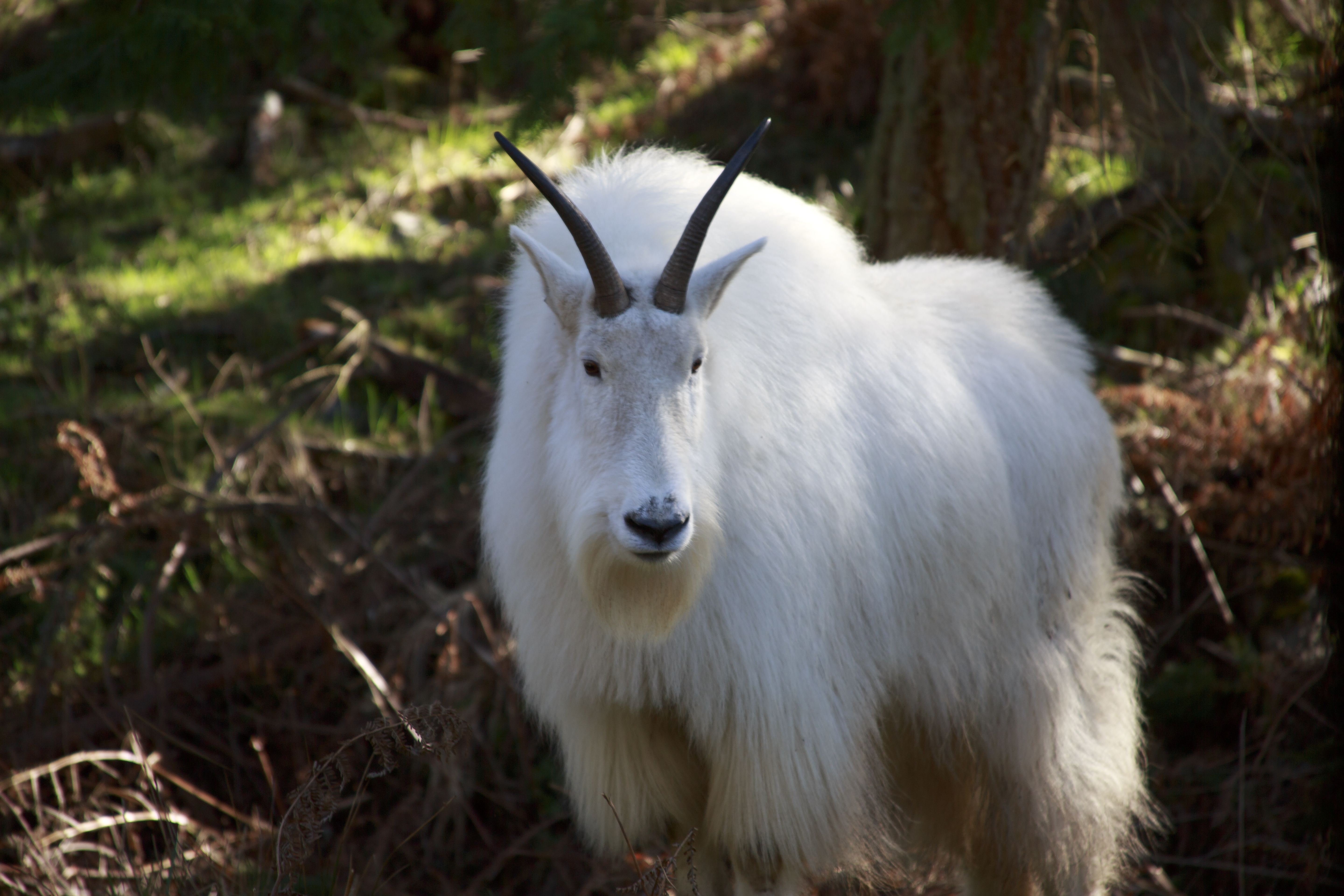 Mountain goat - Wikipedia