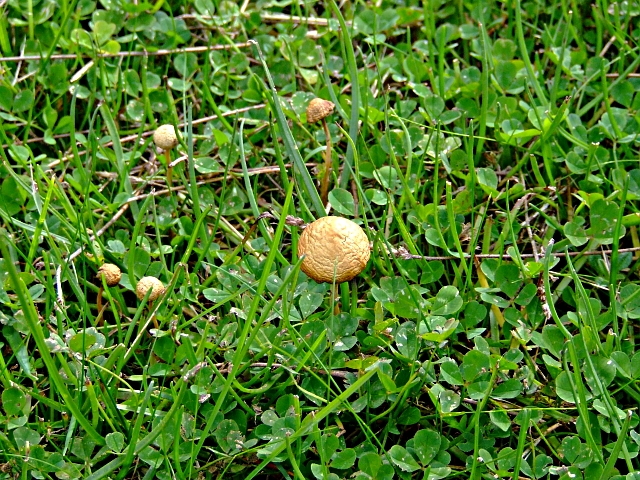 File:Mushroom - geograph.org.uk - 236123.jpg