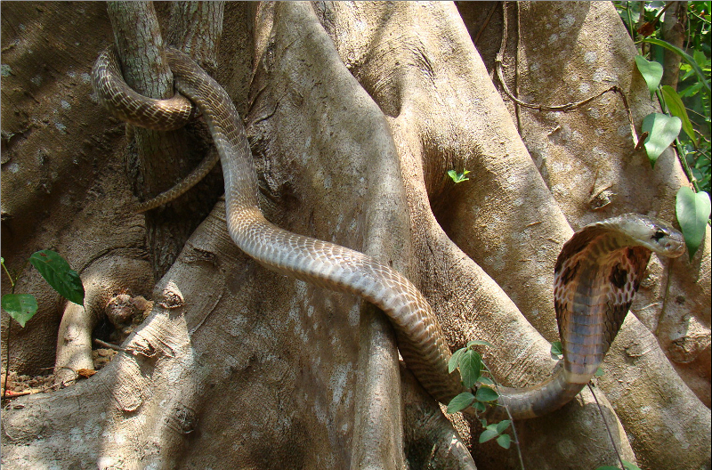 Cobra nativa do cerrado, Native snake of the brazilian savanna