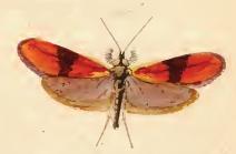 Nemophora fasciella.JPG 