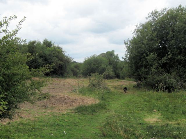 On Bayfield Plain, Bookham Common - geograph.org.uk - 1416489