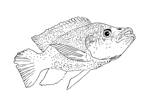 File:Oreochromis mossambicus male.GIF