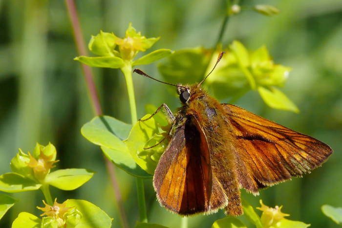 File:P1100537 Ochlodes sylvanus.jpg