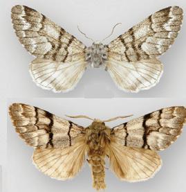 Panthea furcilla furcilla female (top), male (bottom) Panthea furcilla furcilla.JPG