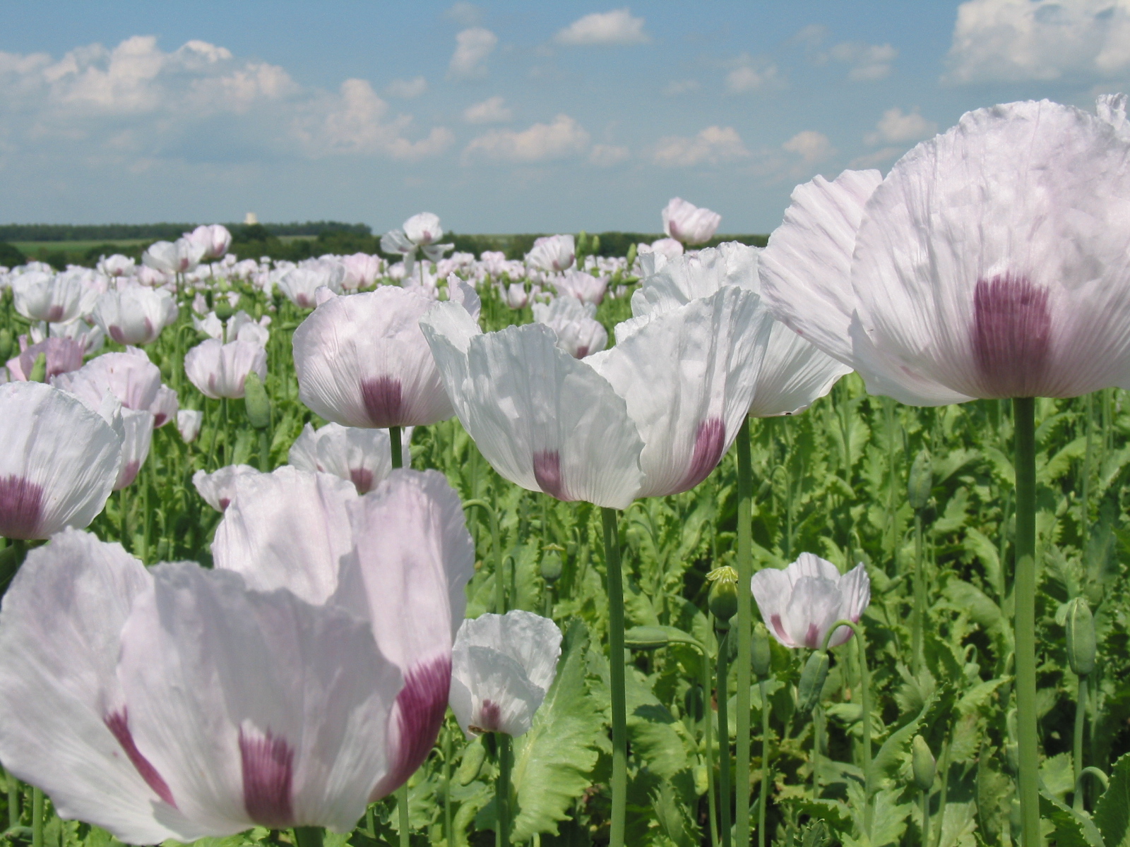 Мак арканес. Мак снотворный (Papaver somniferum). Мак опийный (Papaver somniferum). Мак снотворный – Papaver somniferum l.. Белый опиумный Мак.