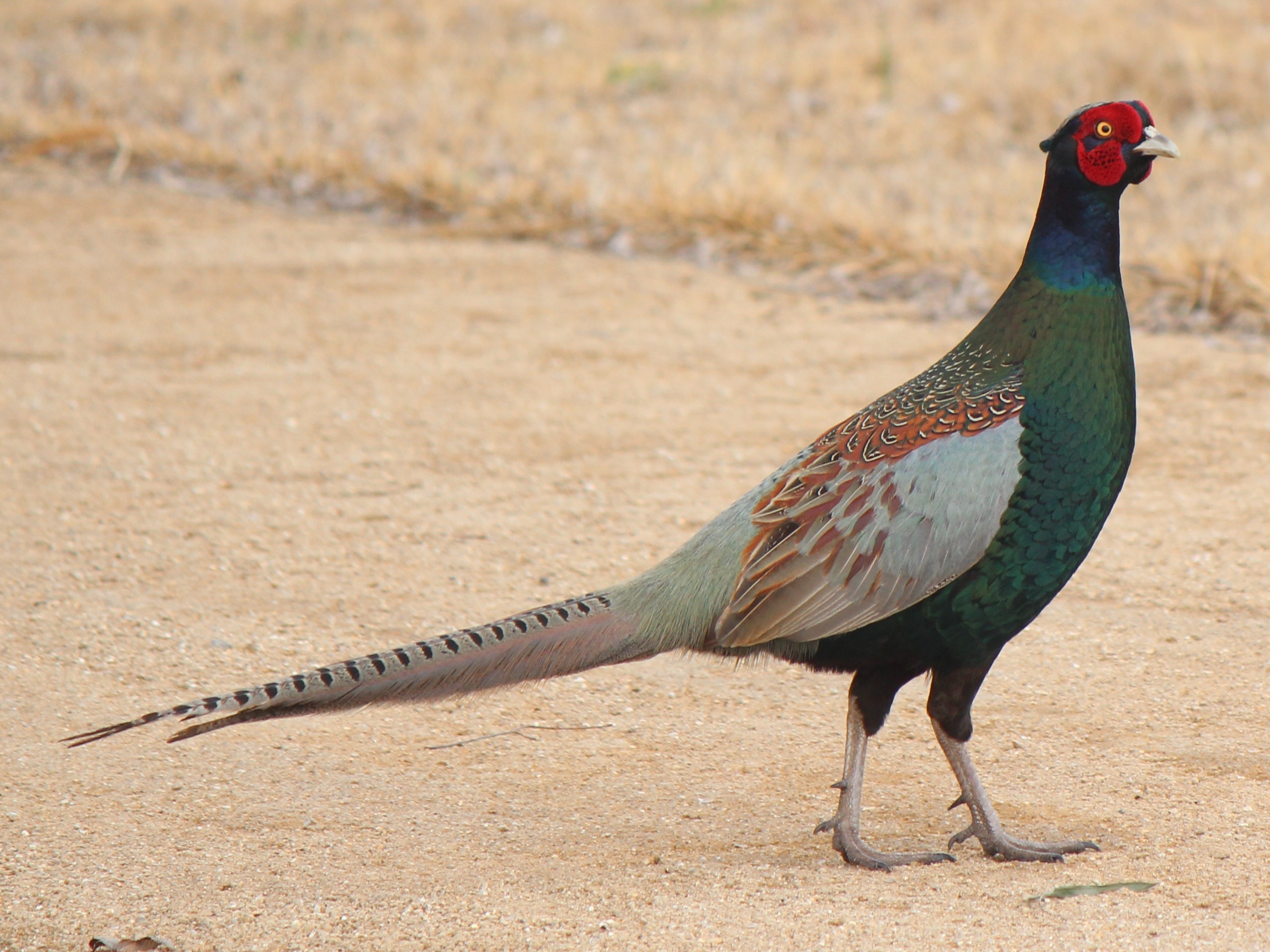 Green pheasant - Wikipedia