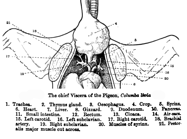 Ilustrace anatomie holuba domácího, znázorňuje ptáka ležícího na zádech, uprostřed obrázku je odhalené vole, nad ním jde vidět průdušnice, pod ním plíce, srdce a velké cévy.