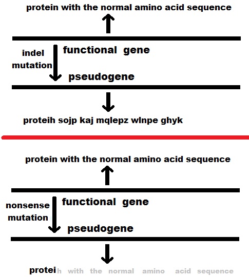 File:Pseudogene4jpg.jpg