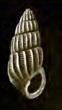 <i>Pyrgulina lecta</i> Species of gastropod