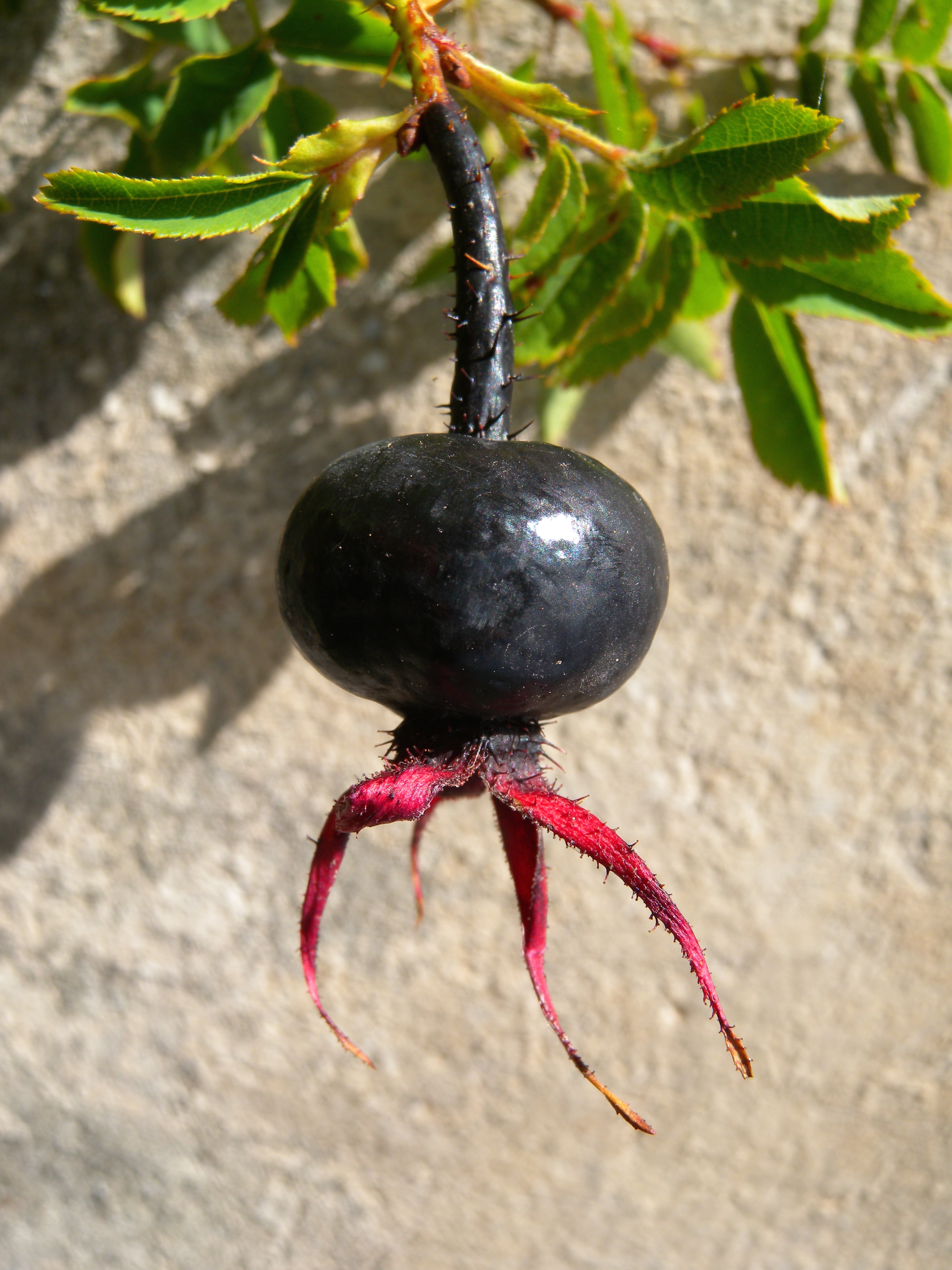 File:Rosa fruit.jpg Wikimedia Commons