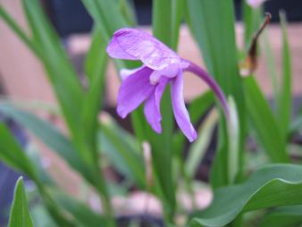 File:Roscoea alpina 2009-08-01.jpg