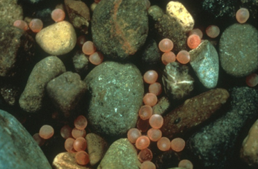 File:Salmon eggs river gravel NPS Photo (2) (22927373645).jpg