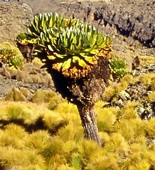 <i>Dendrosenecio keniodendron</i> species of plant