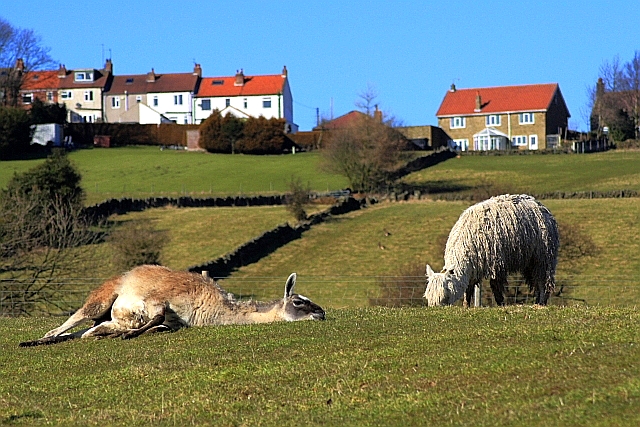 File:Sleepy Llama, Approaching Castleton - geograph.org.uk - 1732555.jpg