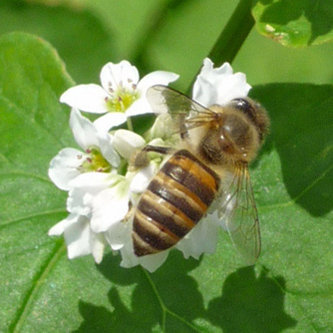 File:Soba flower and Honey bee.jpg