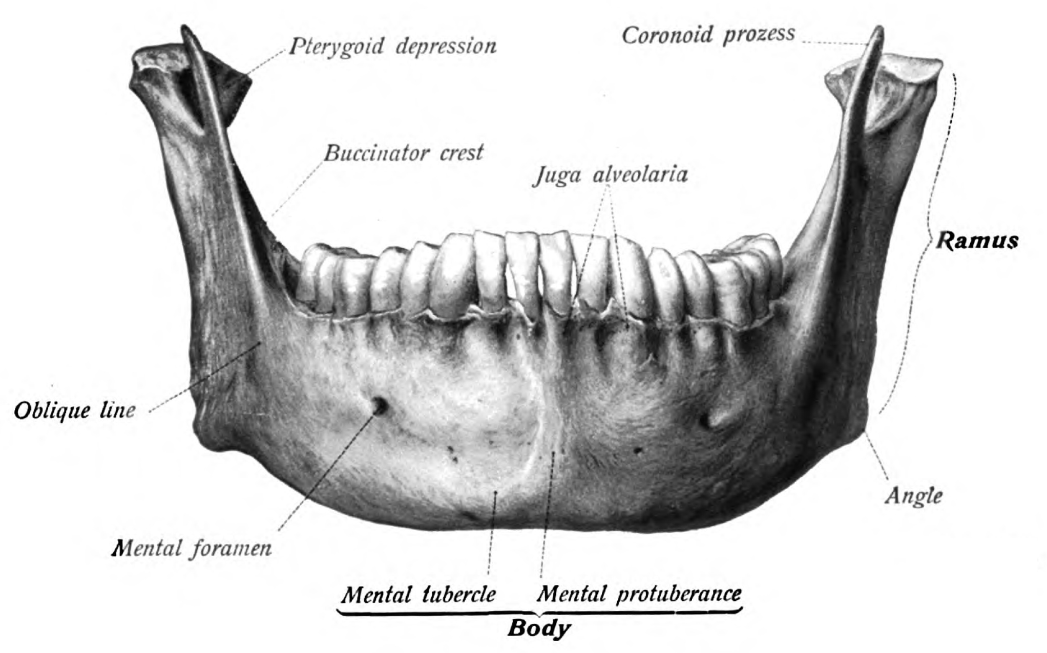Нижняя челюсть на латыни. Нижняя челюсть спереди. Нижняя челюсть анатомия спереди. Нижняя челюсть вид спереди. Нижняя челюсть вид спереди linea mylohyoidea.
