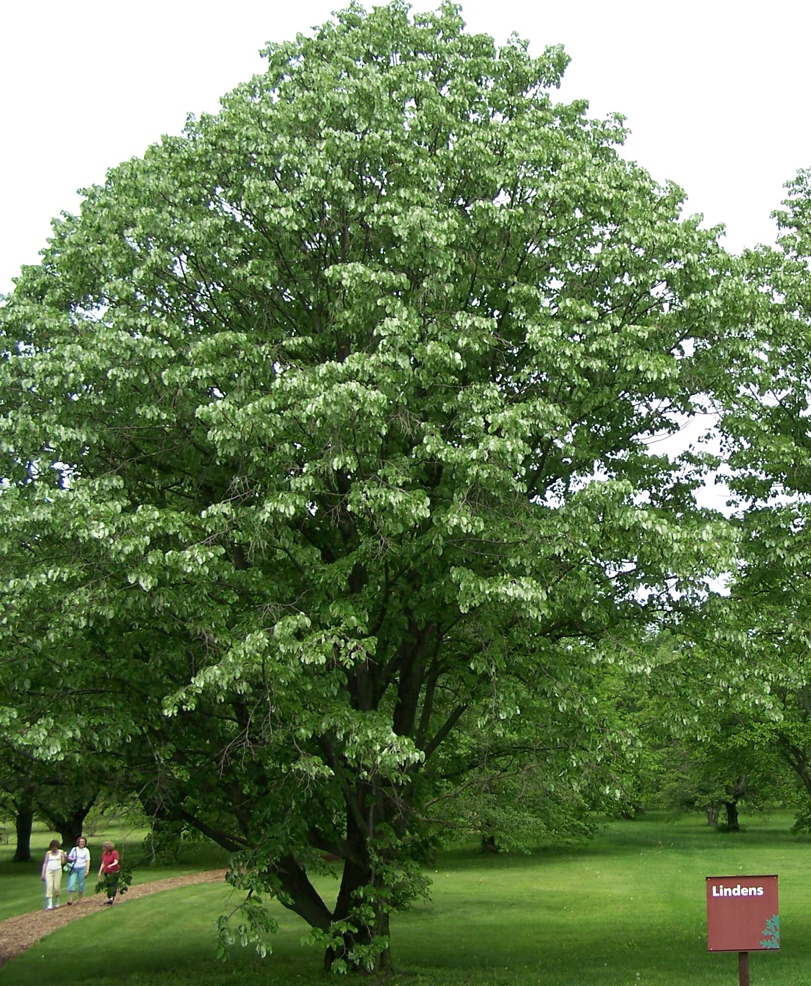 Carolina Basswood (Tilia americana var. caroliniana)