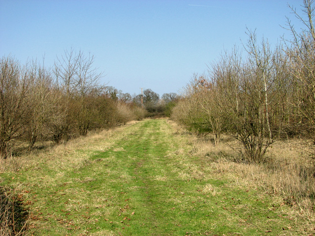 File:Track into woodland, Catfield - geograph.org.uk - 2858947.jpg