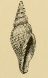 <i>Vexillum atractoides</i> Species of gastropod