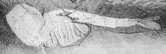 File:Waptia fieldensis fossil 1.jpg