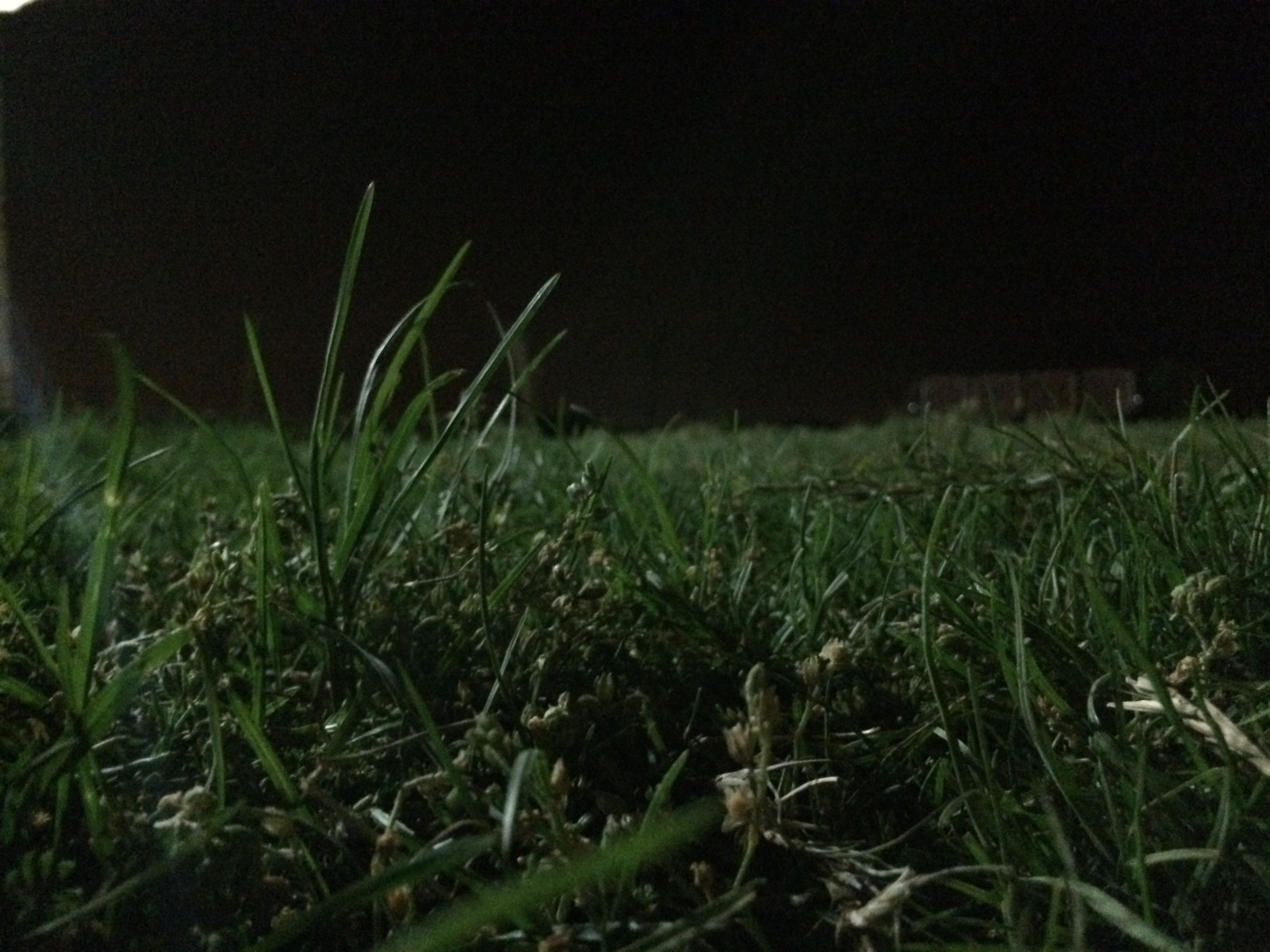 grass at night