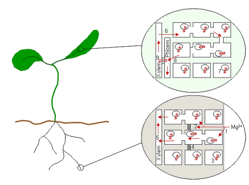 Figure 1: Magnesium in the whole plant Whole plant mg transport.png