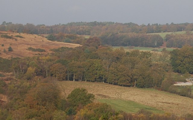 File:Woodland near Crabtree Farm - geograph.org.uk - 1583594.jpg