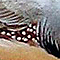File:Zebra finch wing.jpg