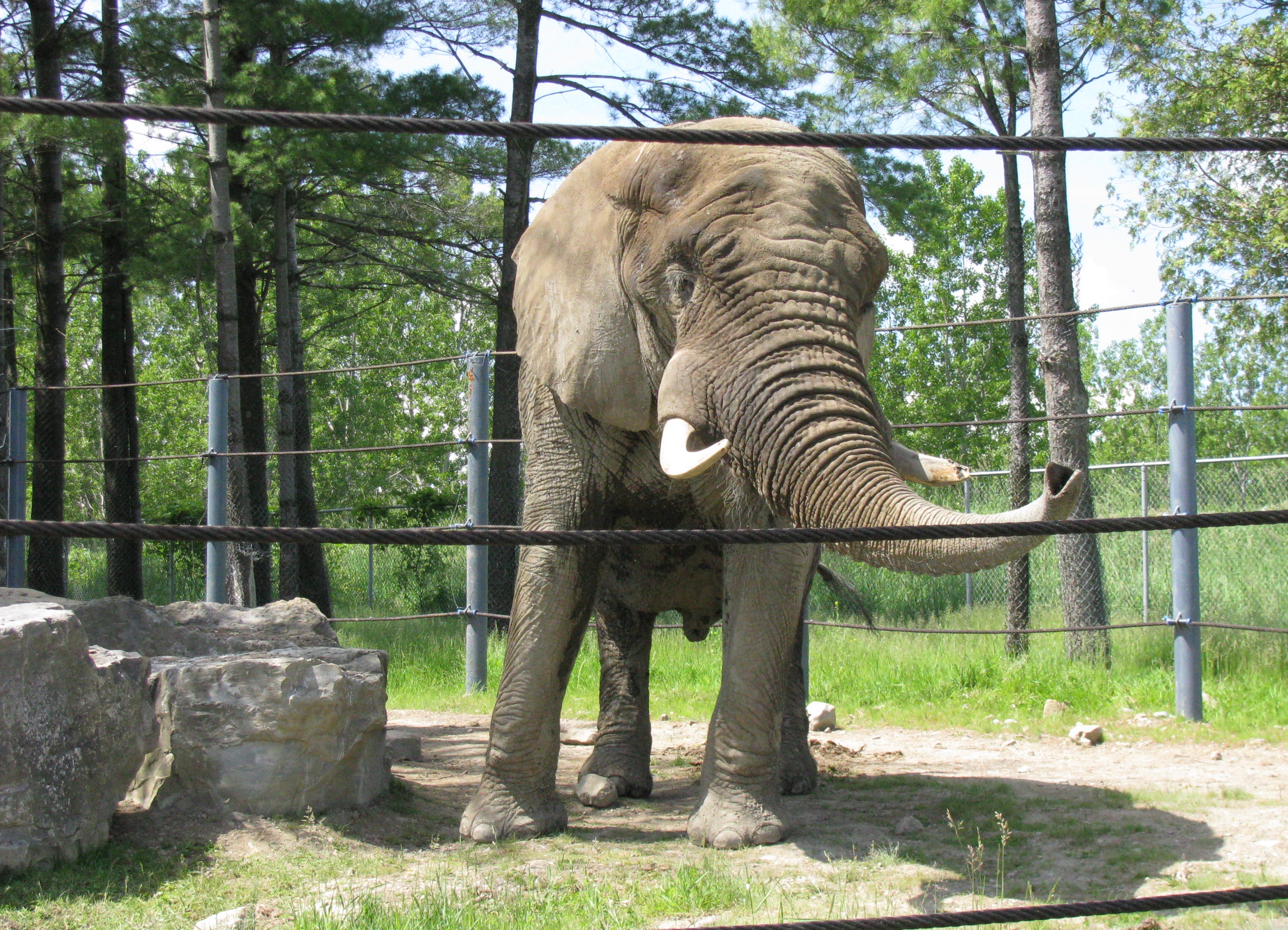 Zoo animals park. Сафари парк Рамат Ган. Сафари парк животные. Сафари парк Дзержинск.