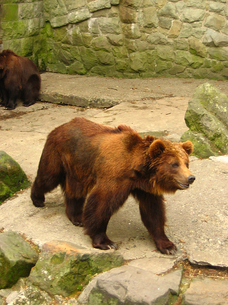 Zoo r. Ursus arctos in Zoo.