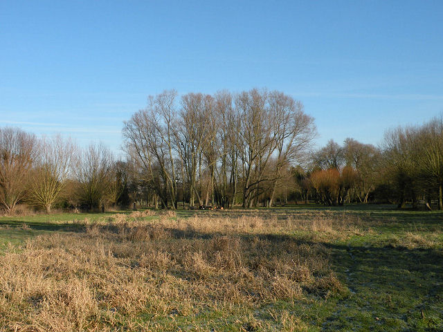 File:A stand of trees beside the Cam - geograph.org.uk - 1109355.jpg