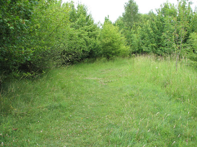 File:A woodland path - geograph.org.uk - 1395459.jpg